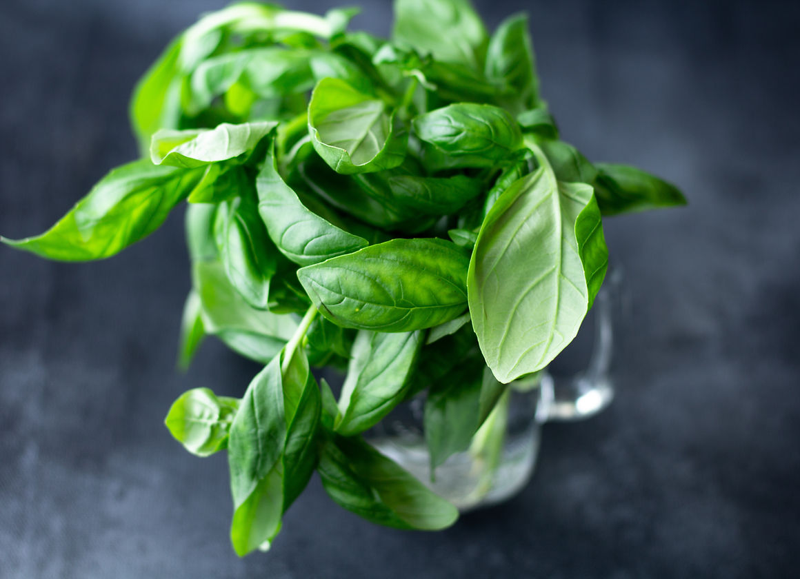 Basil