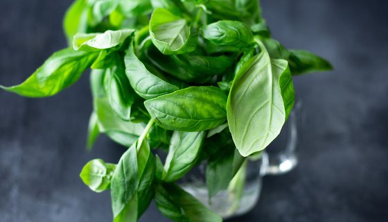 Basil