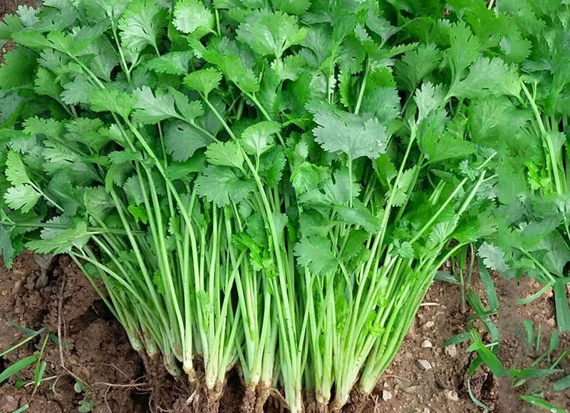 Coriander Leaves