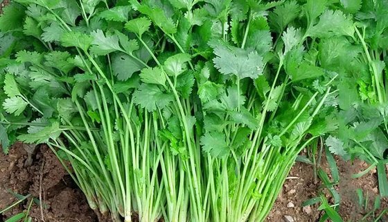 Coriander Leaves