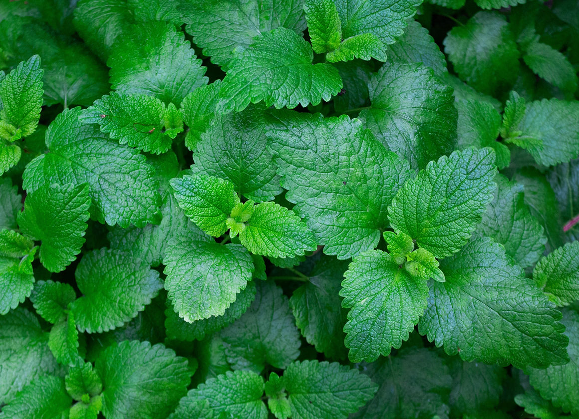 Mint Leaves