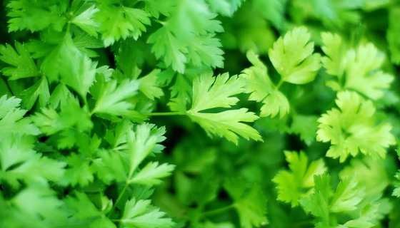 Parsley