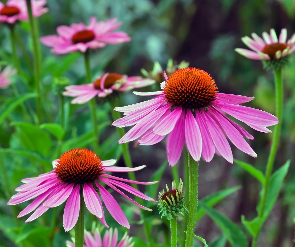 Echinacea